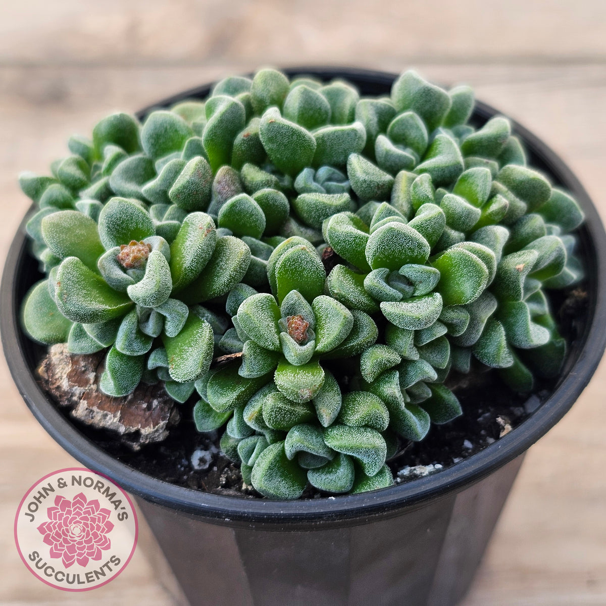Crassula Fernwood