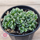 Crassula Fernwood