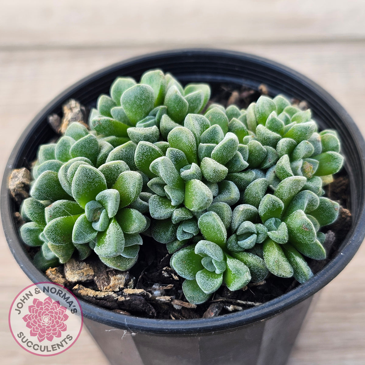 Crassula Fernwood