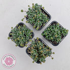 Crassula Fernwood