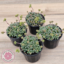 Load image into Gallery viewer, Crassula Fernwood
