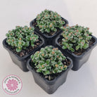 Crassula Fernwood