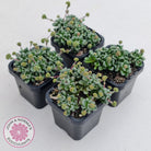 Crassula Fernwood