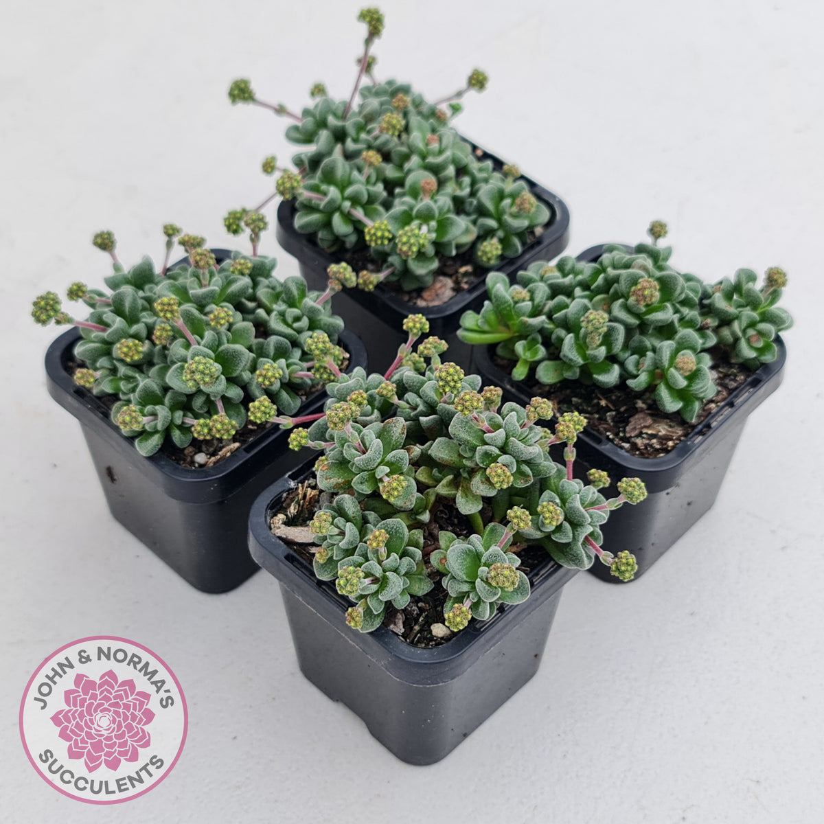 Crassula Fernwood