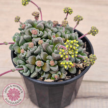 Load image into Gallery viewer, Crassula Fernwood
