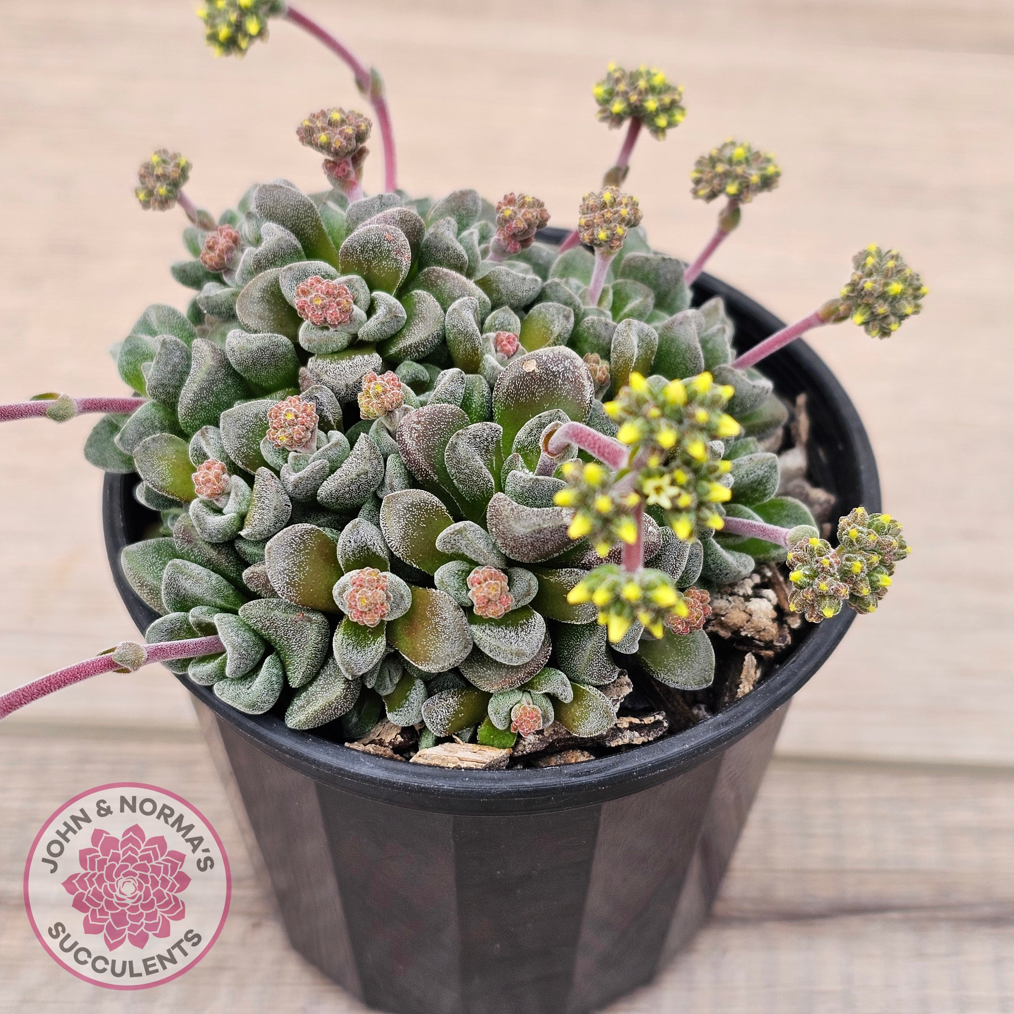 fernwood succulent Buy Crassula Fernwood Australia