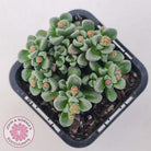 Crassula Fernwood