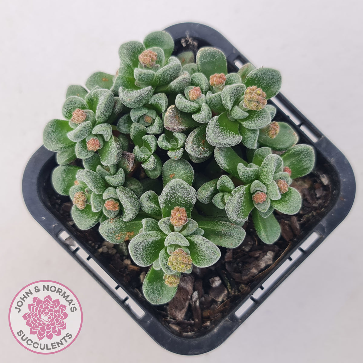Crassula Fernwood