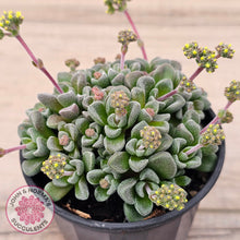 Load image into Gallery viewer, Crassula Fernwood
