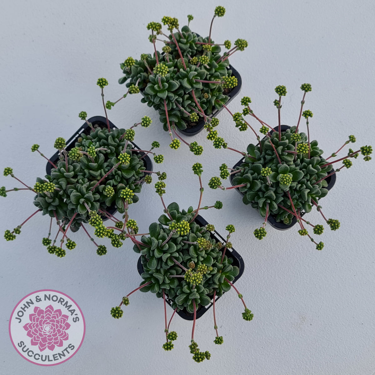 Crassula Fernwood