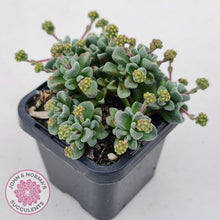 Load image into Gallery viewer, Crassula Fernwood
