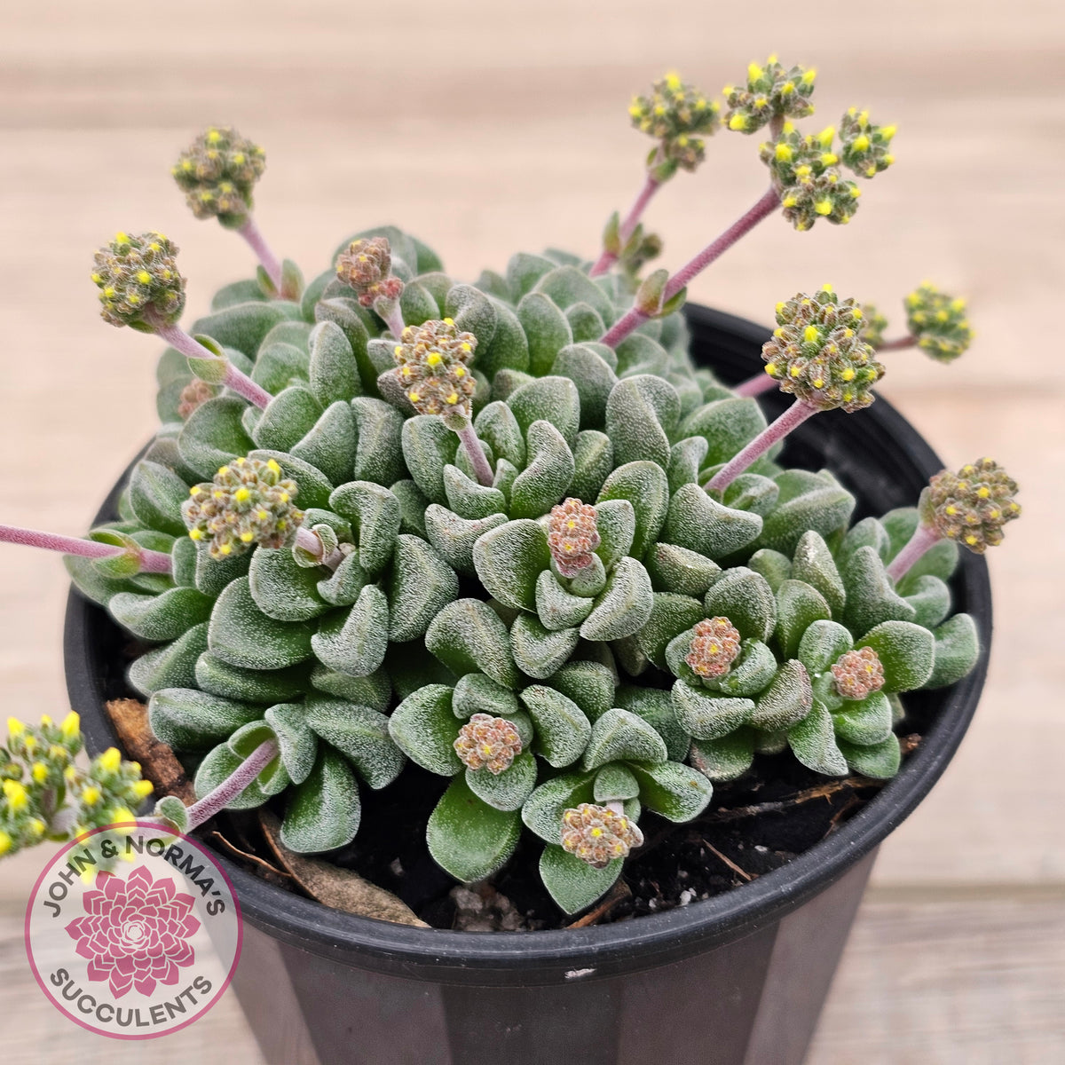 Crassula Fernwood