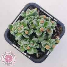 Load image into Gallery viewer, Crassula Fernwood
