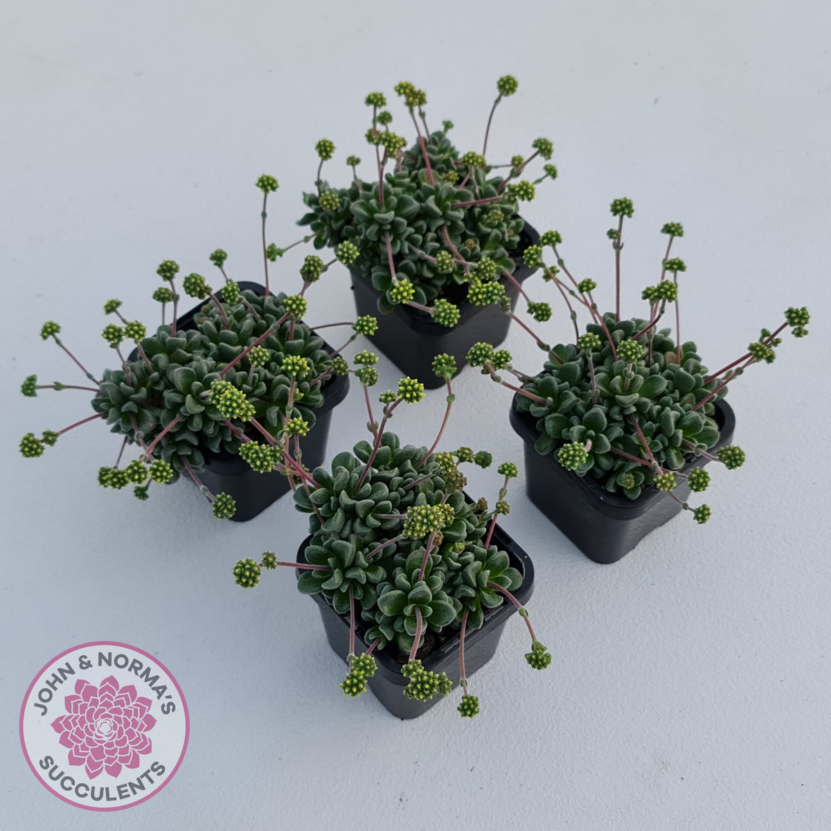 Crassula Fernwood