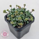 Crassula Fernwood