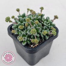 Load image into Gallery viewer, Crassula Fernwood
