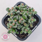 Crassula Fernwood