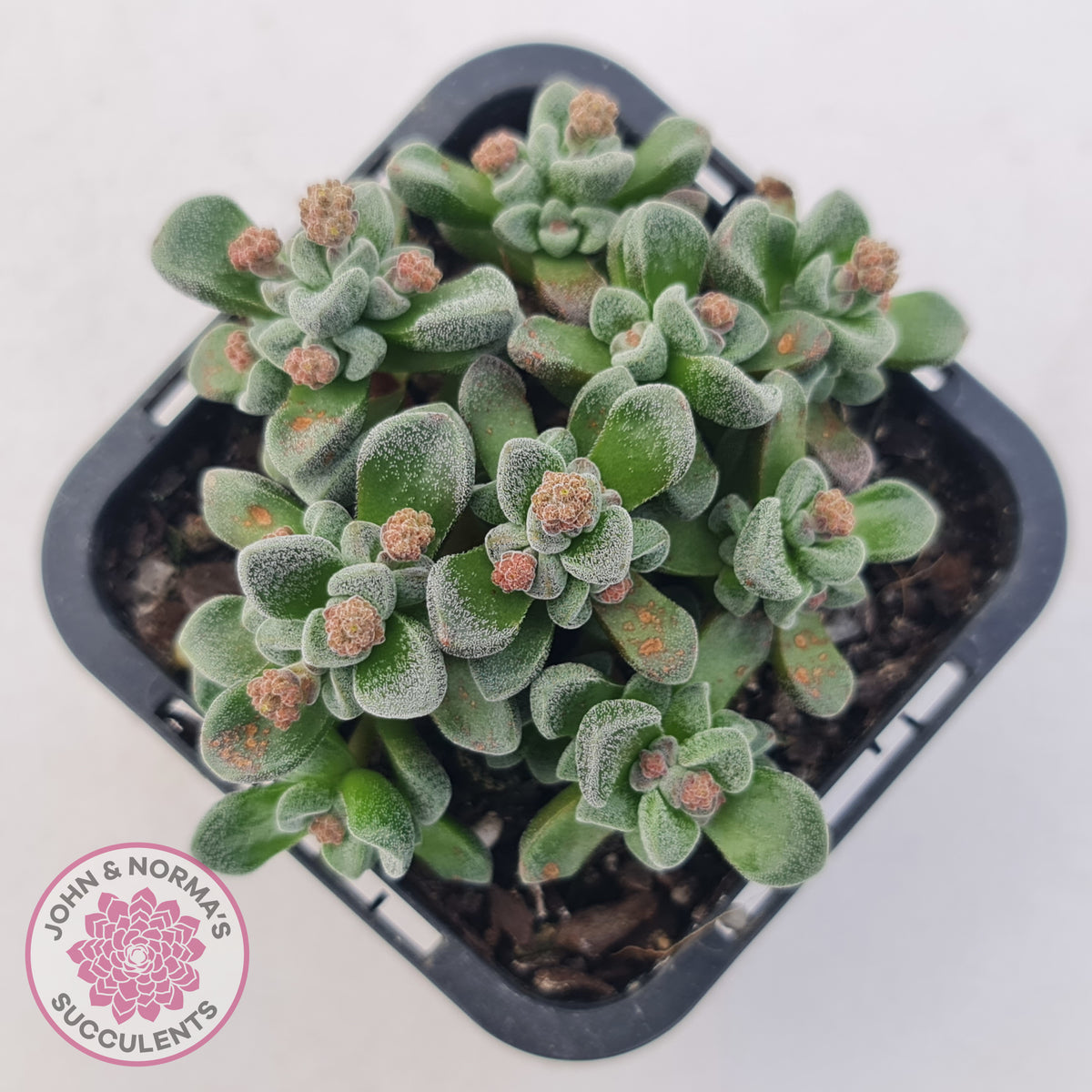 Crassula Fernwood