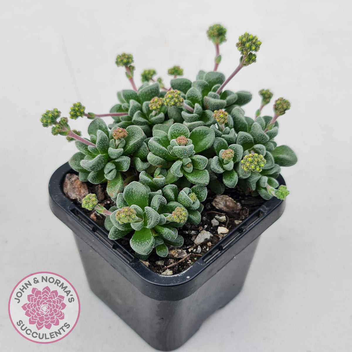 Crassula Fernwood