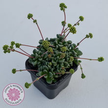 Load image into Gallery viewer, Crassula Fernwood
