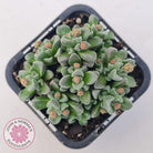 Crassula Fernwood