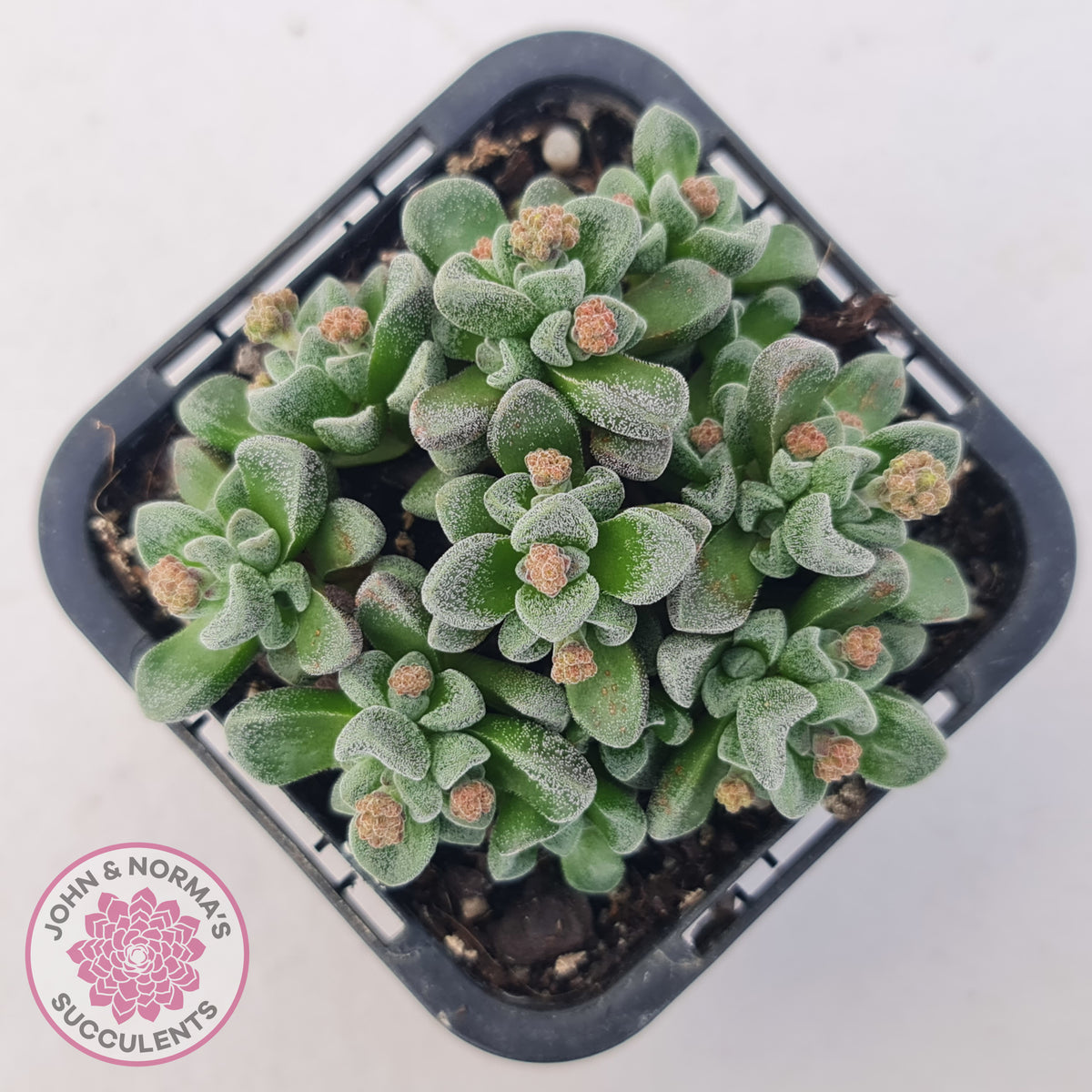 Crassula Fernwood
