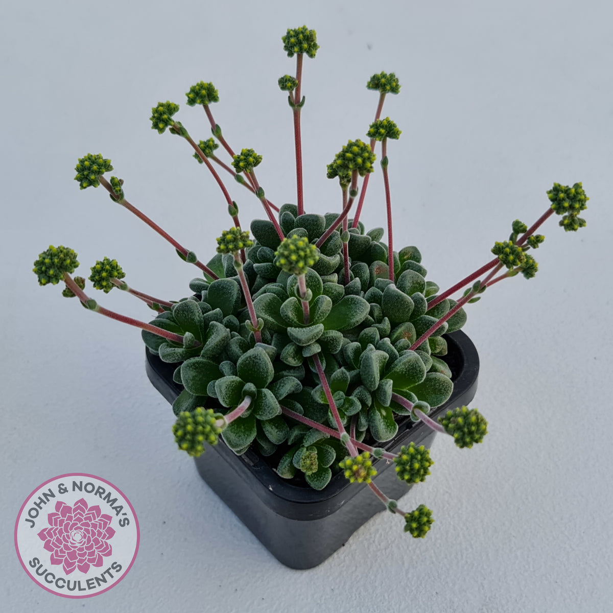 Crassula Fernwood