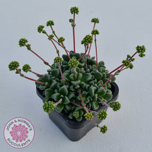 Load image into Gallery viewer, Crassula Fernwood
