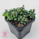 Crassula Fernwood