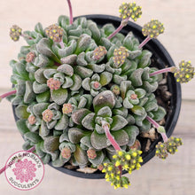 Load image into Gallery viewer, Crassula Fernwood
