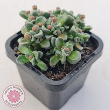 Load image into Gallery viewer, Crassula Fernwood
