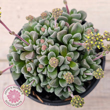 Load image into Gallery viewer, Crassula Fernwood
