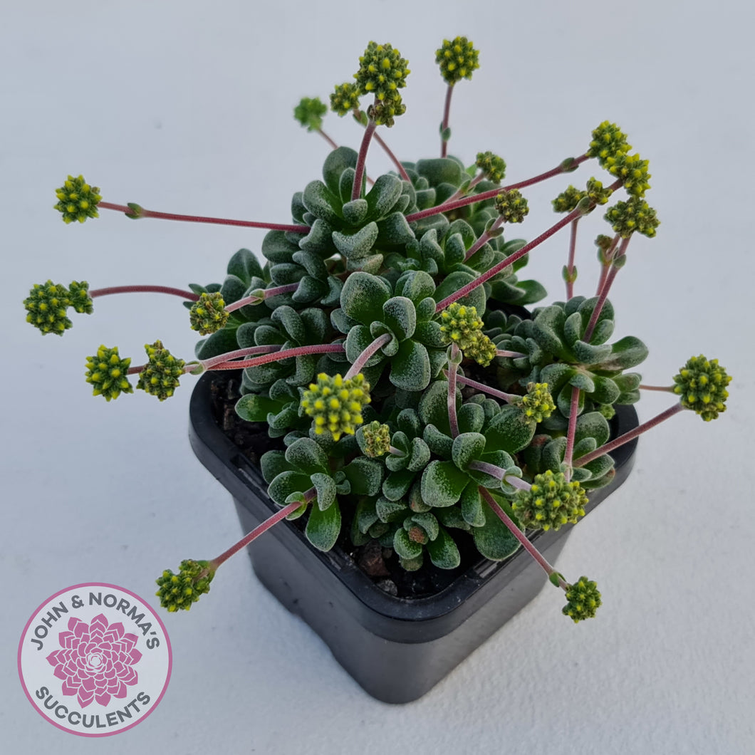 Crassula Fernwood