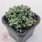 Crassula Fernwood