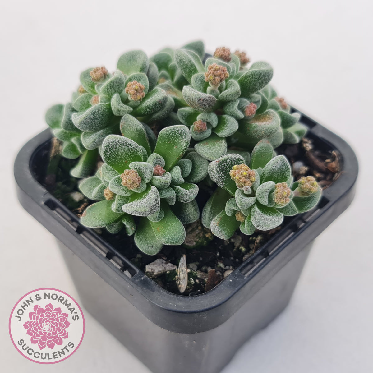 Crassula Fernwood
