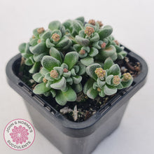 Load image into Gallery viewer, Crassula Fernwood
