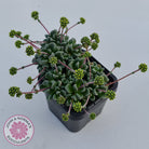 Crassula Fernwood