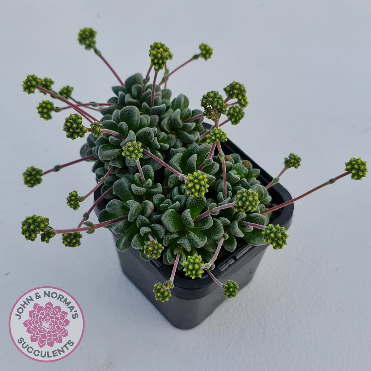 Crassula Fernwood