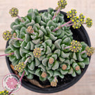 Crassula Fernwood
