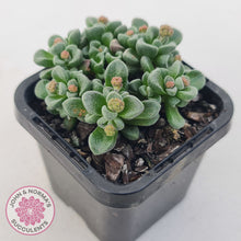 Load image into Gallery viewer, Crassula Fernwood
