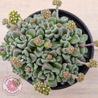 Crassula Fernwood