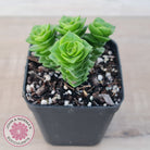 Crassula Green Pagoda