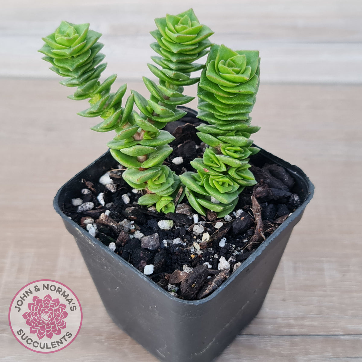 Crassula Green Pagoda
