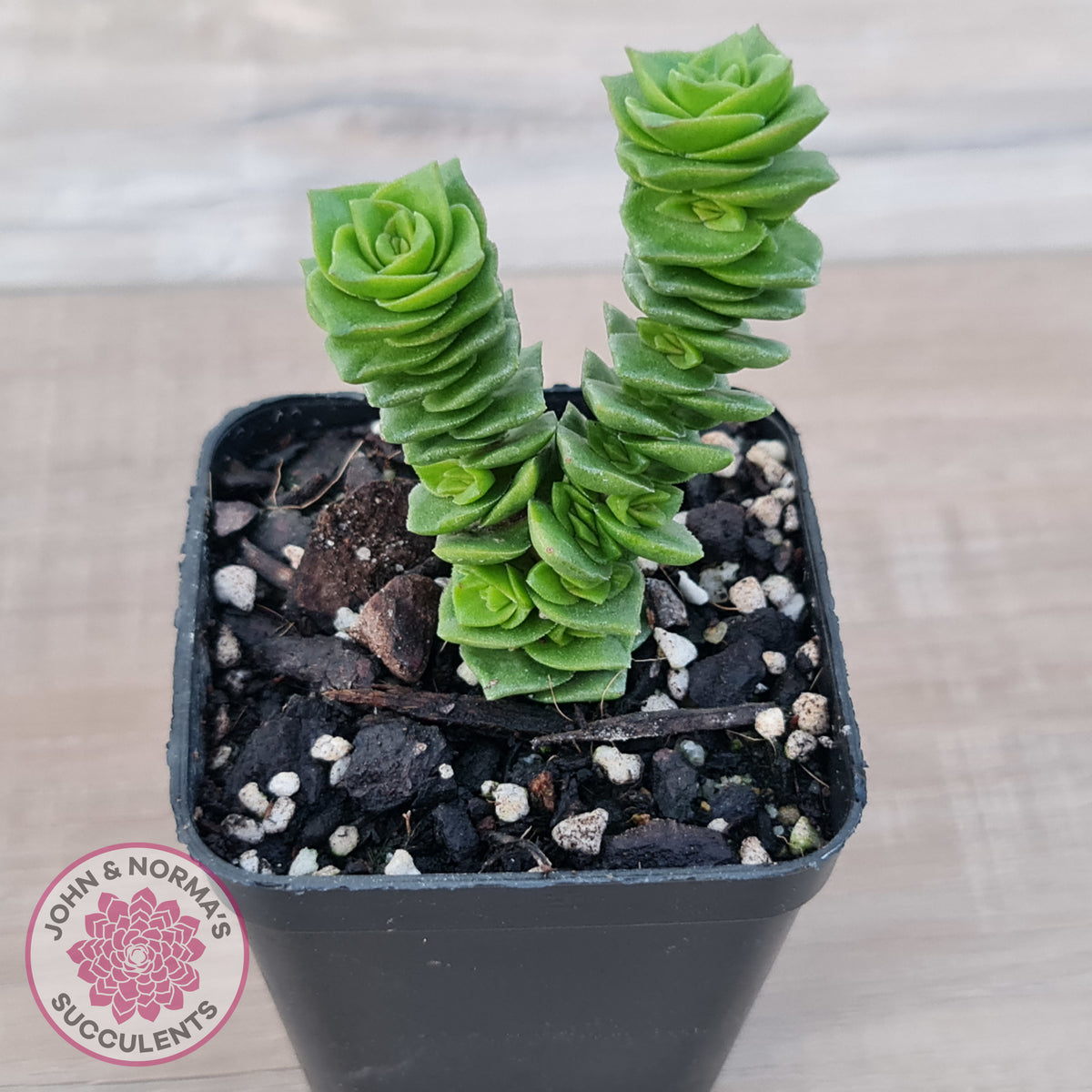 Crassula Green Pagoda