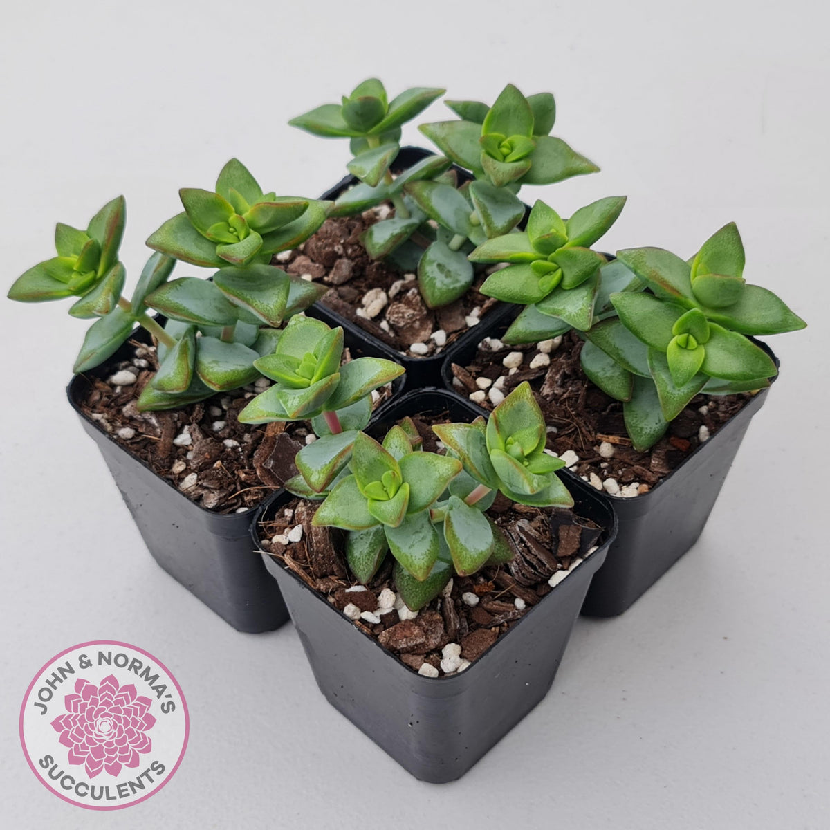 Crassula rupestris 'High Voltage'