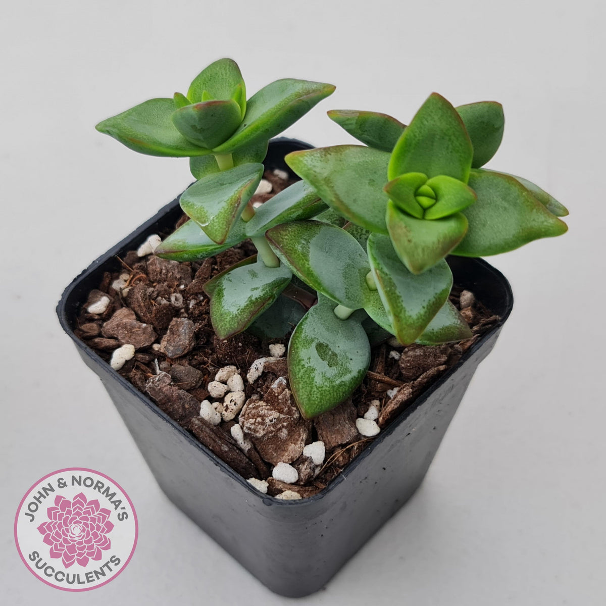 Crassula rupestris 'High Voltage'