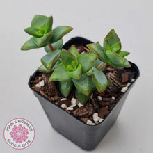 Load image into Gallery viewer, Crassula rupestris &#39;High Voltage&#39; - John &amp; Norma&#39;s Succulents Australia
