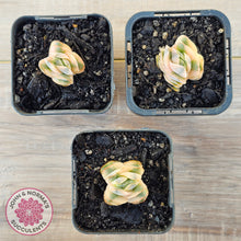 Load image into Gallery viewer, Crassula 'Ivory Pagoda' Variegata
