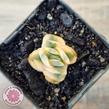 Load image into Gallery viewer, Crassula 'Ivory Pagoda' Variegata
