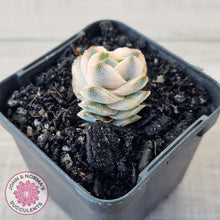 Load image into Gallery viewer, Crassula 'Ivory Pagoda' Variegata
